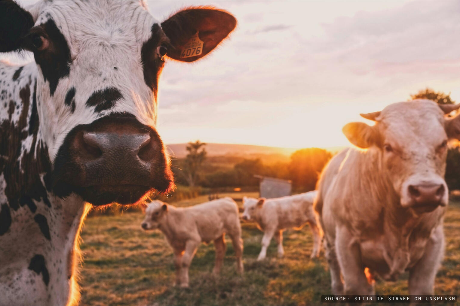 Farm chores (yep, I'll help with those)