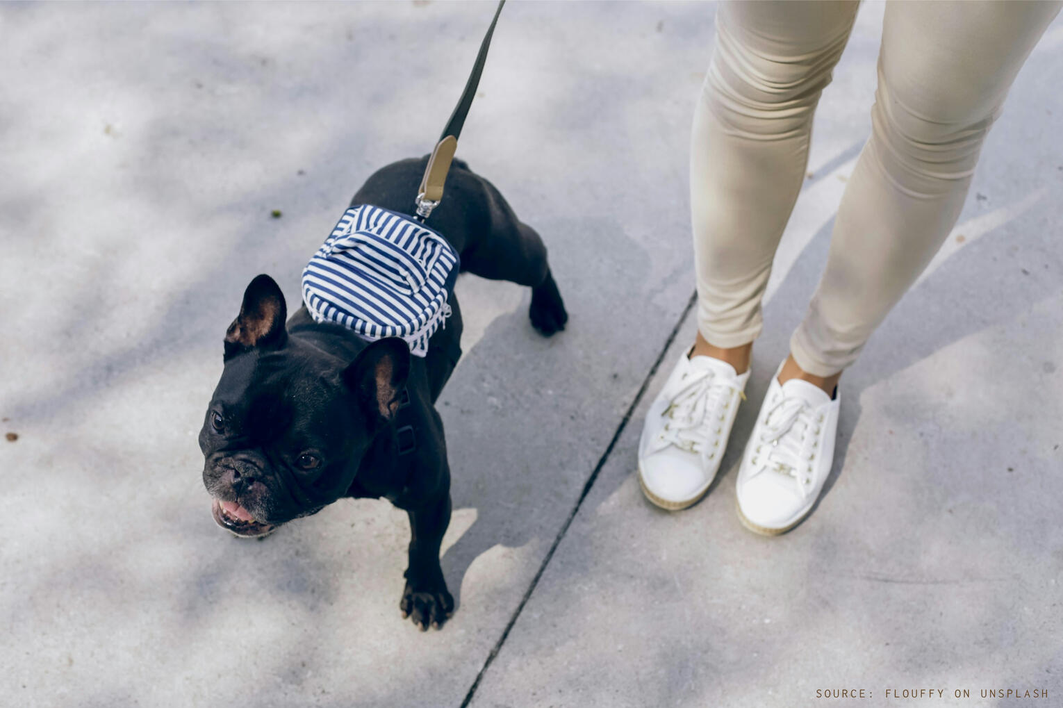 Dog walking & pet care